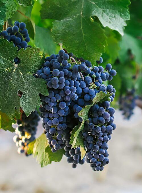 Sam's Wine op Instagram